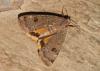 Noctua interposita